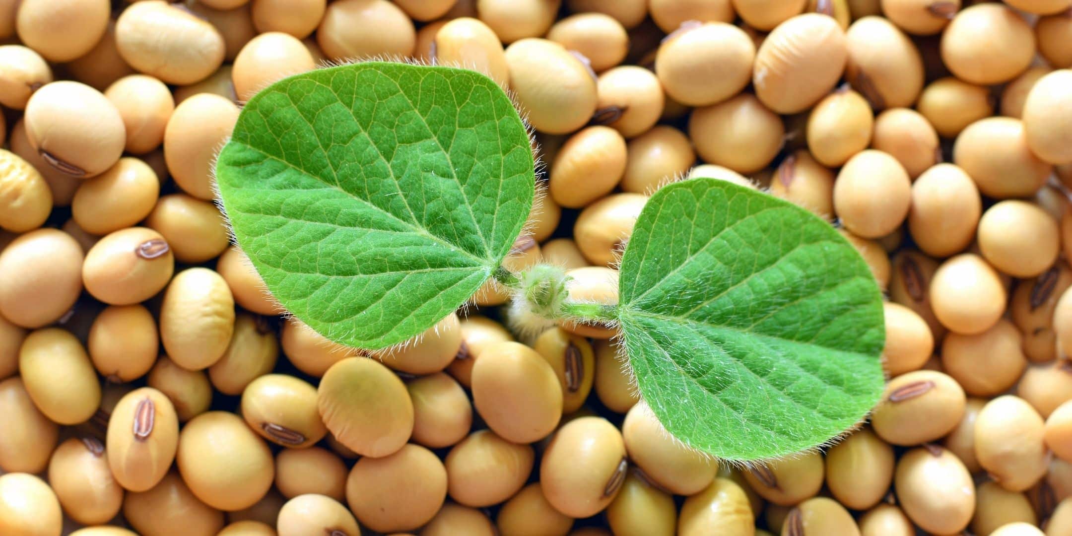 soy beans with a soybean plant with leaves in the middle